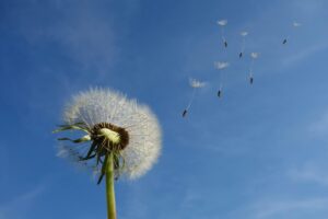 white dandelion under blue sky and white cloud