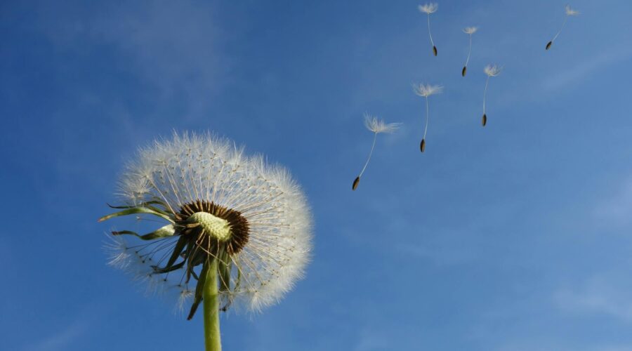 white dandelion under blue sky and white cloud