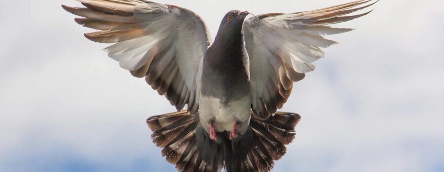 brown and white flying bird on blue sky