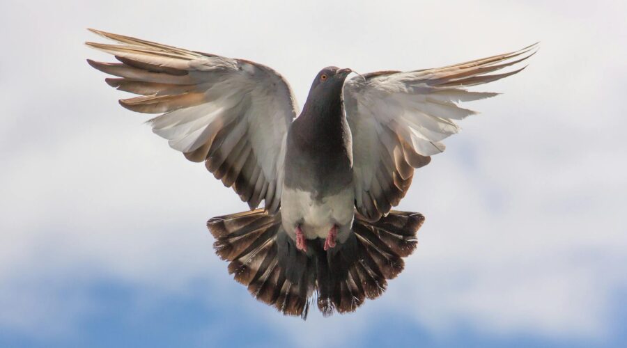 brown and white flying bird on blue sky